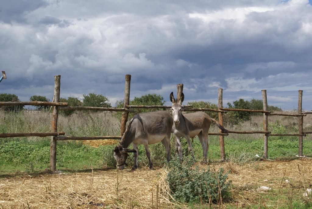 Agriturismo Mura Villa Altamura Dış mekan fotoğraf